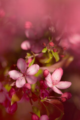 Fototapeta na wymiar Pink Crabapple Blooms with Space for Copy