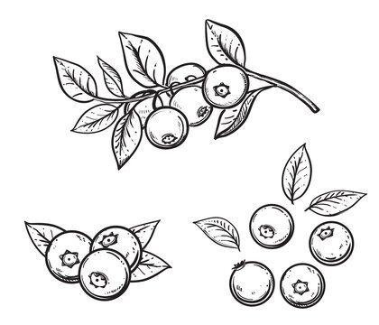 Hand drawn sketch black and white blueberry branch, fruit, leaf. Vector illustration. Elements in graphic style label, card, sticker, menu, package. Engraved style.