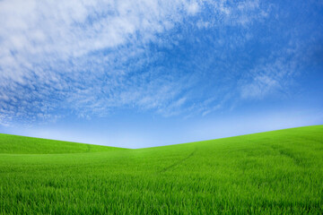 Fototapeta na wymiar Green meadows with blue sky and clouds background.
