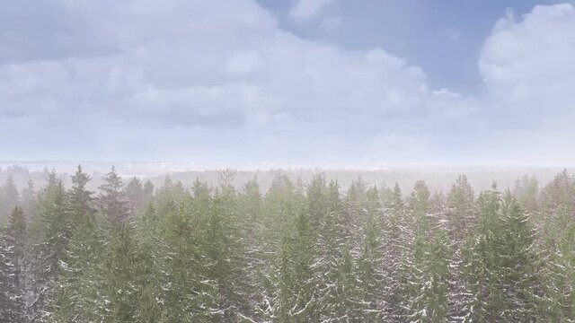 Snow is falling over a conifer forest at a beautiful day with a blue sky with puffy clouds filmed by a drone.