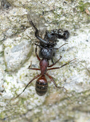 An Ant carrying a dead house fly on a concrete floor surface. Close up. Macro.