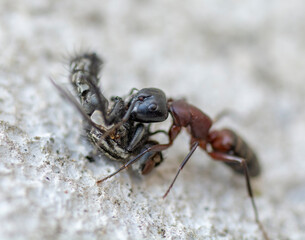 An Ant carrying a dead house fly on a concrete floor surface. Close up. Macro.