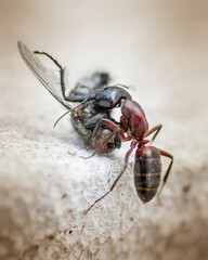 An Ant carrying a dead house fly on a concrete floor surface. Close up. Macro.