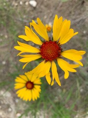 yellow flowers in nature