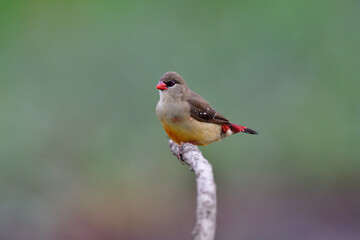 red avadavat or stewberry finch in female form with red beaks tail and brown to pale body happily perching on branch