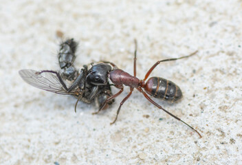 An Ant carrying a dead house fly on a concrete floor surface. Close up. Macro.