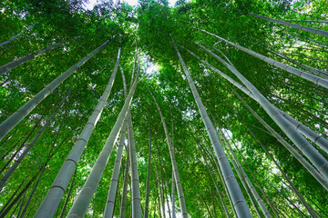 Obraz na płótnie Canvas Bamboo forest at Arashiyama in Kyoto, Japan.