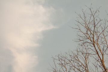 Tree and branches of the tree. Out line of dry tree branch against a blue autumn sky.