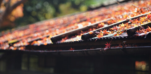 Maple foliage over the roof and fallen leaves on the eaves of a Japanese architecture in a...