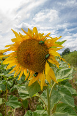 Cetonia aurata or rose chafer on sunflower (Helianthus annuus).