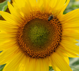 Single sunflower blooming in the field. Close up. Detail. Macro.
