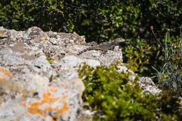 Dark stellion lizard, mountain agama sits on stones and looks into the distance