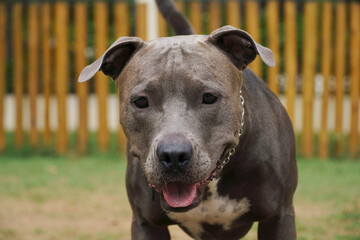 pit bull dog in the park. Closeup on pitbull face