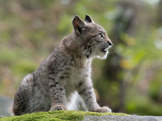 Lynx in green forest with tree trunk. Wildlife scene from nature. Playing Eurasian lynx, animal behaviour in habitat. Wild cat from Germany. Wild Bobcat between the trees