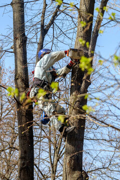 A Worker In A Helmet Hangs From Ropes At The Top Of A Tree And Cuts Down A Branch With A Chainsaw. Rejuvenation Of Trees. The Work Of City Utilities. Sunny Spring Day.