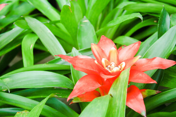 20210414 Bromeliads - © Luis Cabrera @salteveneno