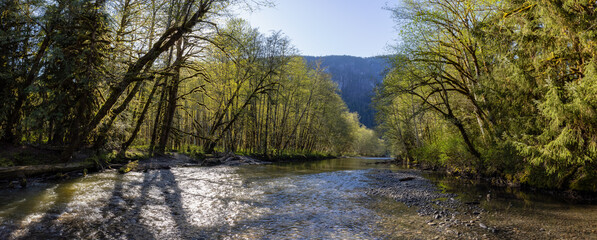 Panoramic View of River in the Green Rain Forest during a sunny spring day. Located in Squamish Valley, North of Vancouver, British Columbia, Canada. Nature Background Panorama