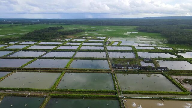 Rural shrimp farm in Indonesia, commercial aquaculture ponds aerial view