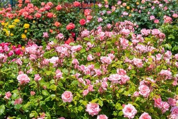 Fototapeta premium 色鮮やかなバラの花