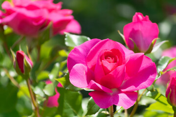 色鮮やかなバラの花　うらら