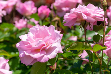 色鮮やかなバラの花　桜貝