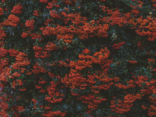 Currant bush in moody colours