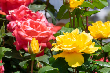色鮮やかなバラの花