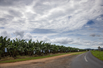 Bananas growing in fields in South Johnstone, Far North Queensland, Australia