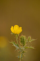 Mexican Poppy Flower