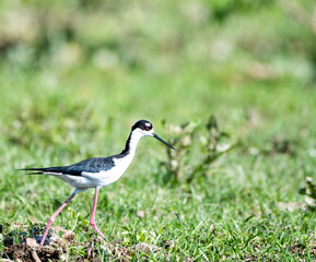 Himantopus mexicanus