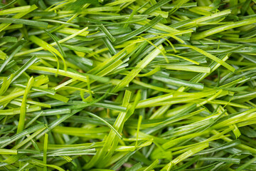 Green artificial grass for lawn decoration