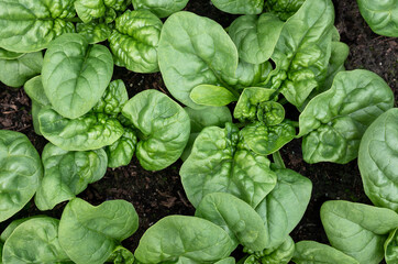 Spinach plants almost ready to harvest, top view. Known as Spinacia oleracea or Heirloom Spinach,...