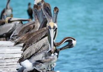 Pelican