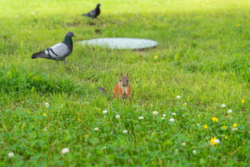red squirrel and pigeons in green grass