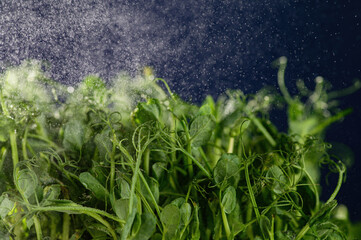 young sprouts of peas, microgreen, close-up on a blue background, watering from a spray bottle, frozen drops, place for text