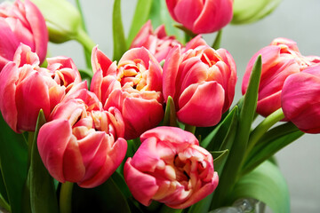 Backdrop with a bunch of gentle pink tulips with green foliage. Flowers and herbal backgrounds and patterns. Womens and mothers day symbol