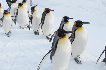 group of penguins