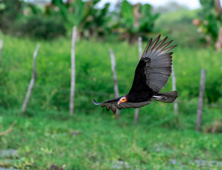 Cathartes burrovianus