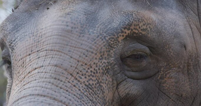 Close-up of eye elephant while tourist feeding at the zoo, slow motion shot. Asian elephant