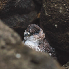 Baby Penguin, St Kilda, Melbourne