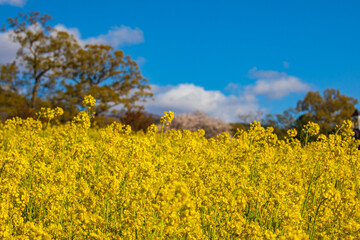 yellow rapeseed field