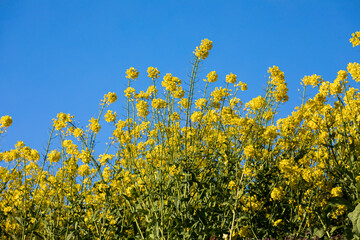 field of yellow flowers