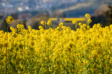 field of yellow flowers