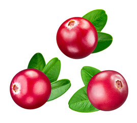 Collection cranberries with leaves