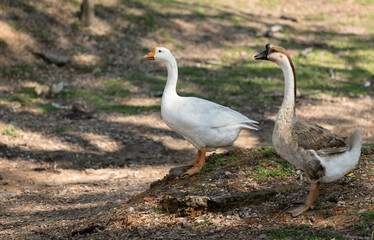 white geese in the autumnal park