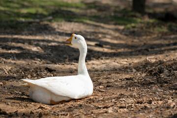 white geese in the autumnal park