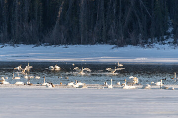 Multiple birds seen in a icy lake, river in northern Canada during spring time migration to Alaska....