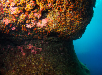 Scuba Diving Malta Gozo Comino