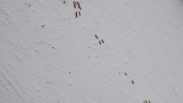 Small ants walking on the wall. An ant colony on the wall of the house