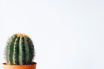 Cactus houseplant in potted isolated over white background with copyspacee.